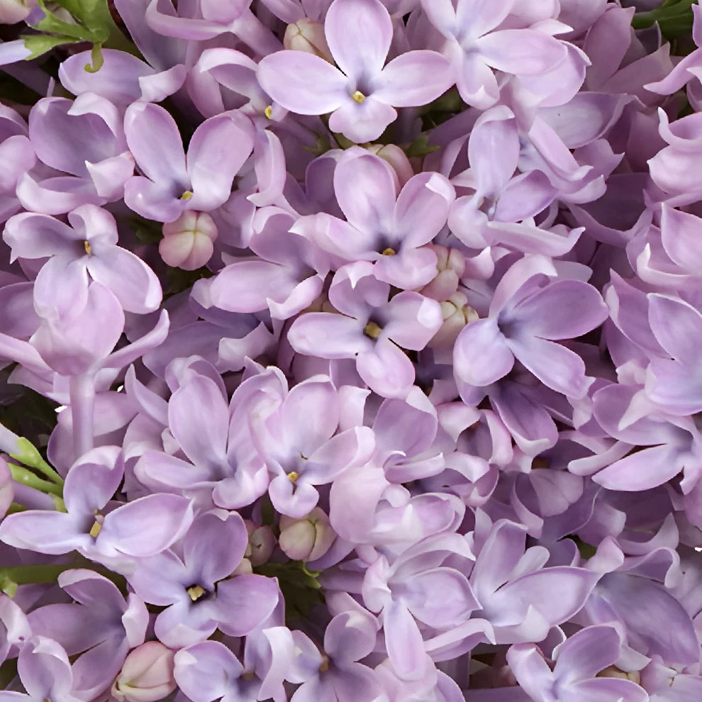 Lavender Lilac - alternative 1