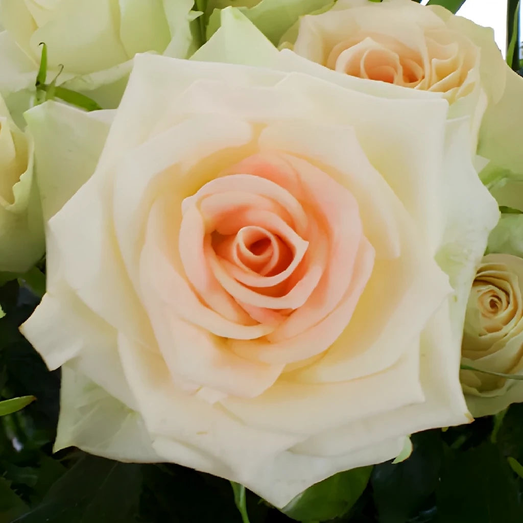 Peach Roses Spray - alternative 2