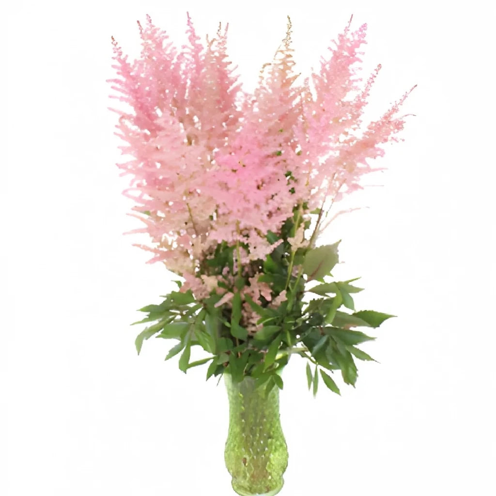 Pink Astilbe - alternative 3