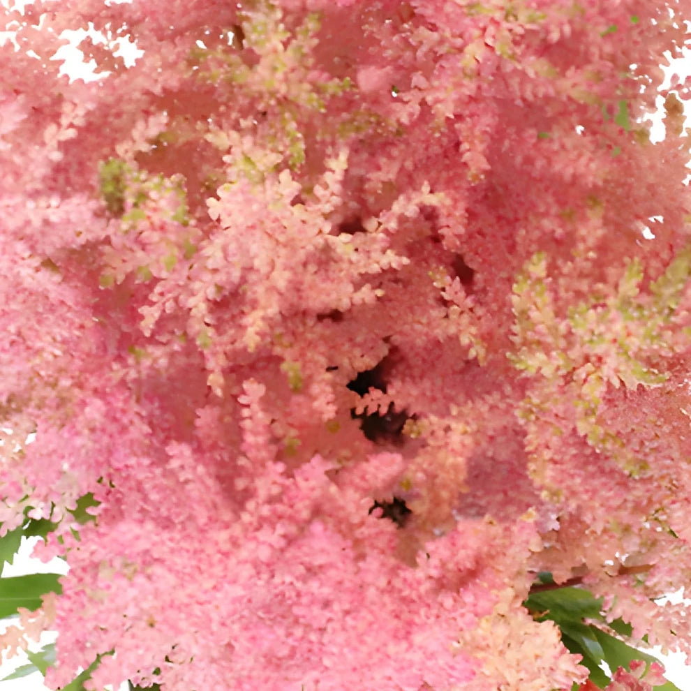 Pink Astilbe - alternative 1