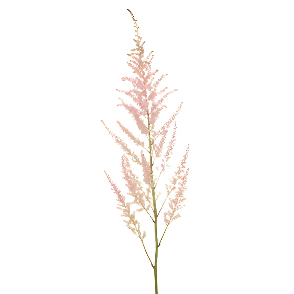 Pink Astilbe - main