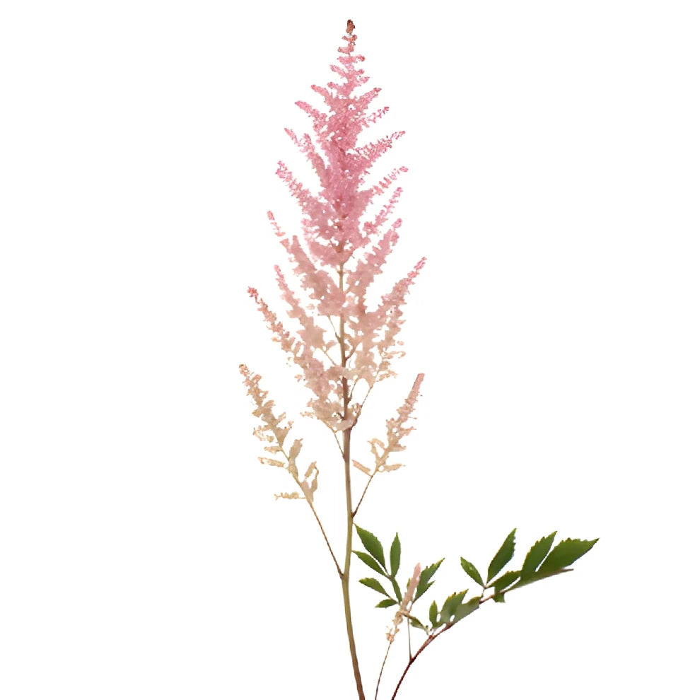 Pink Astilbe - alternative 2