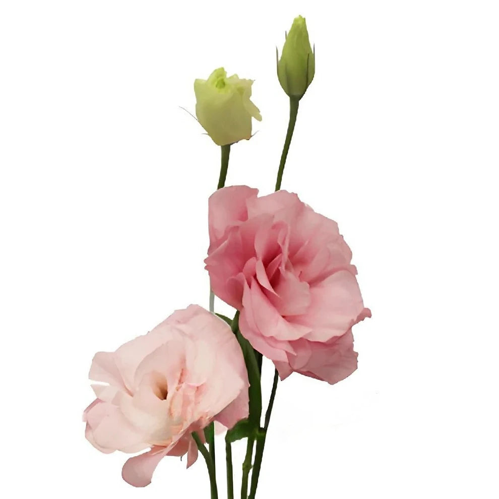 Pink Light Lisianthus - alternative 2