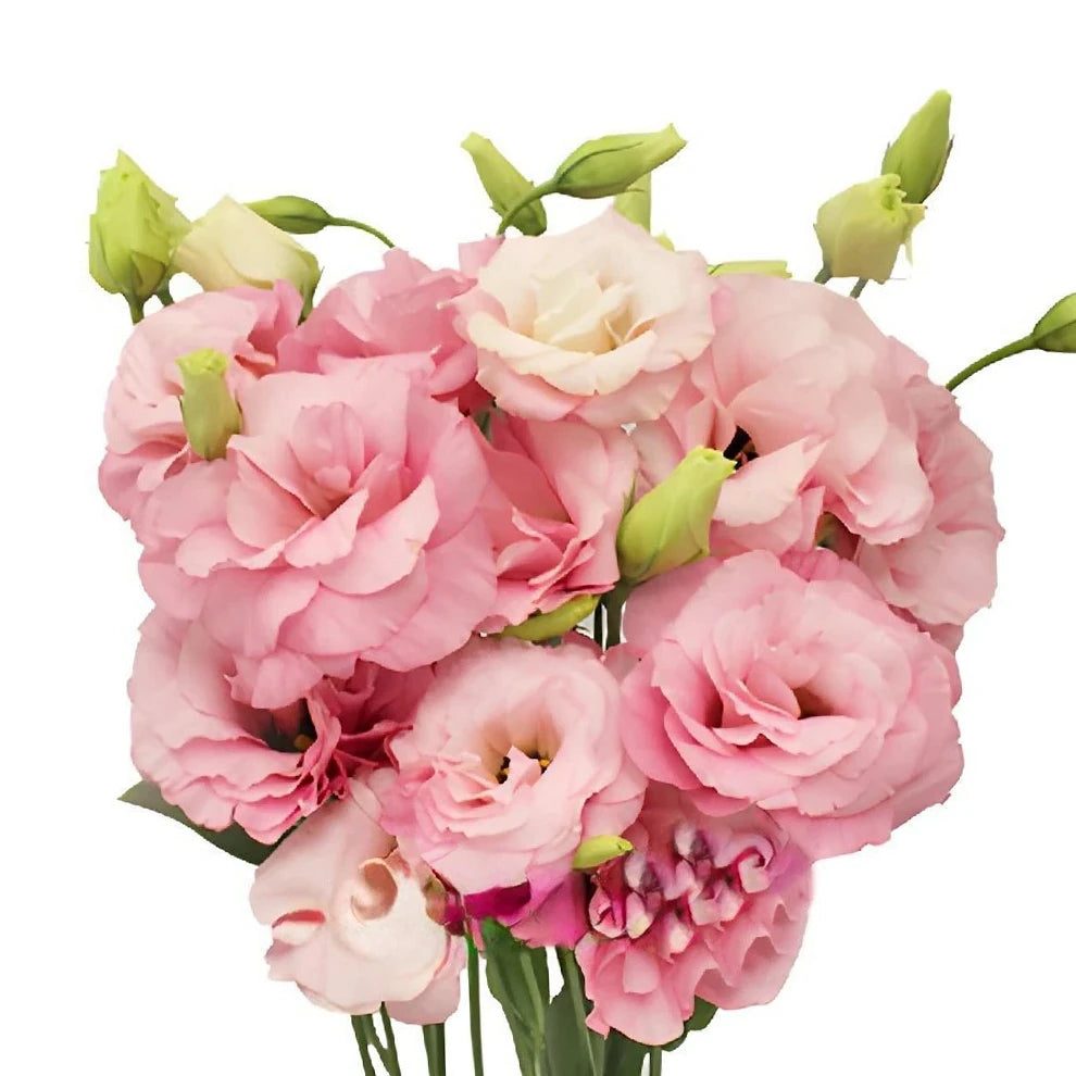Pink Light Lisianthus - alternative 1