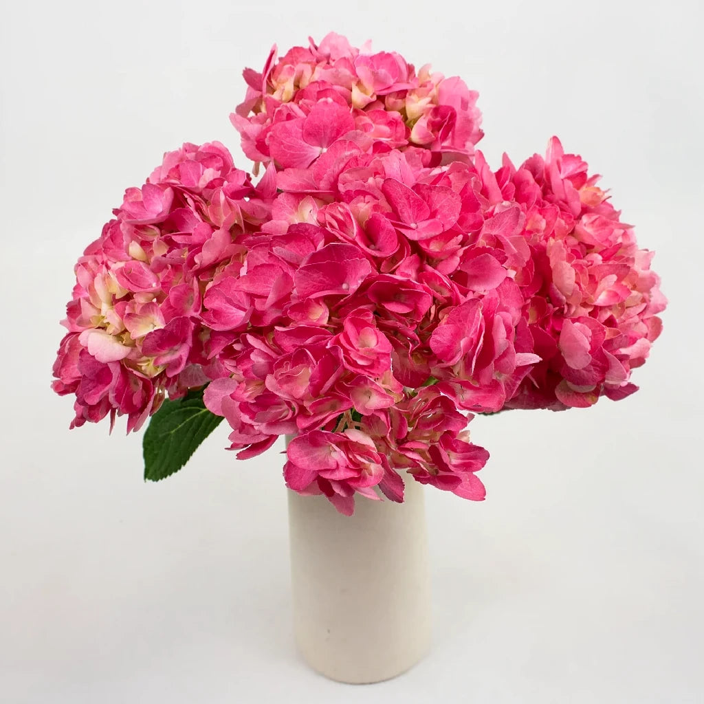 Light Pink Hydrangeas - alternative 1
