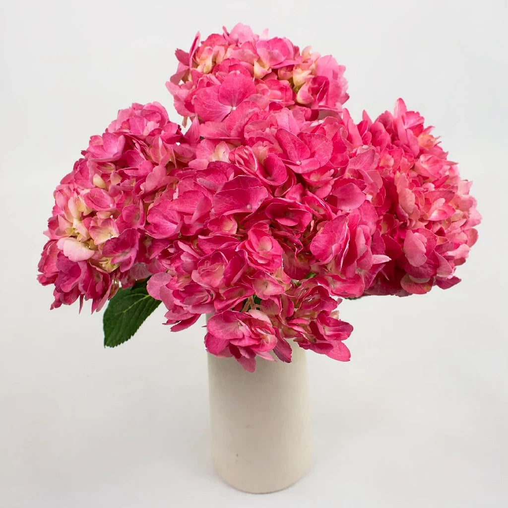 Pink Light Hydrangeas - main