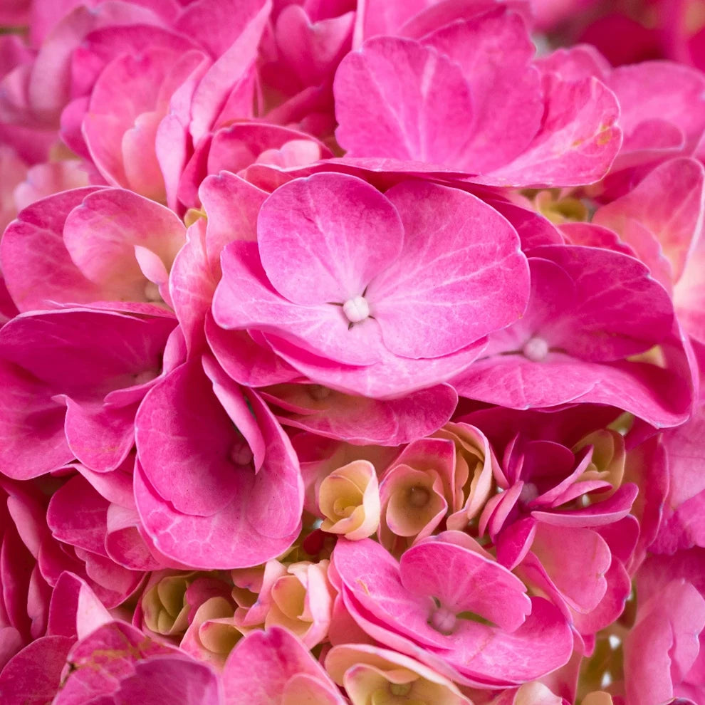 Pink Light Hydrangeas - alternative 2