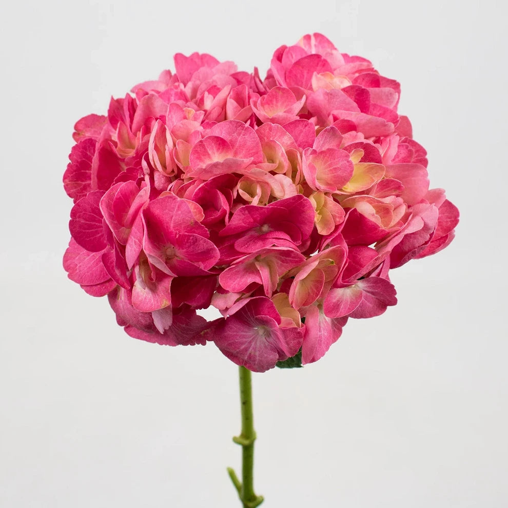 Light Pink Hydrangeas - main