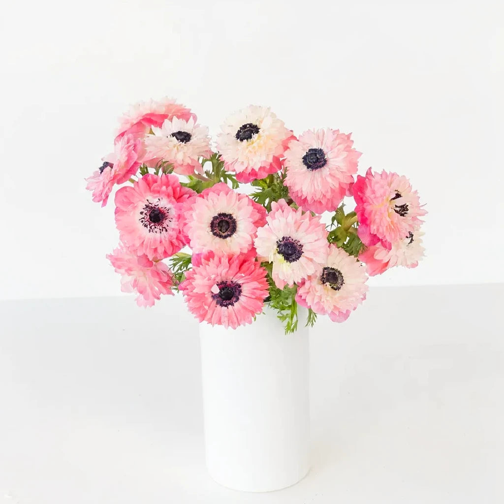 Pink Light Anemones - alternative 1