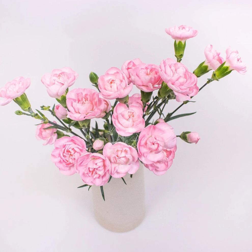 Light Pink Mini Ornella Carnations - alternative 1