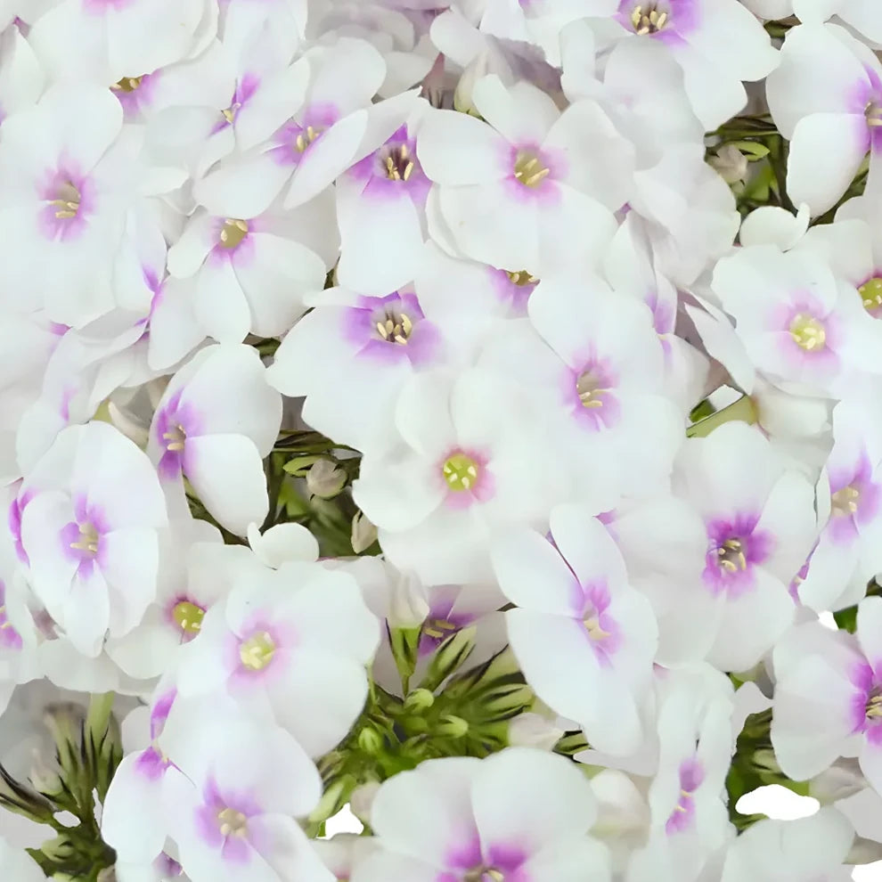 Pink Phlox - main