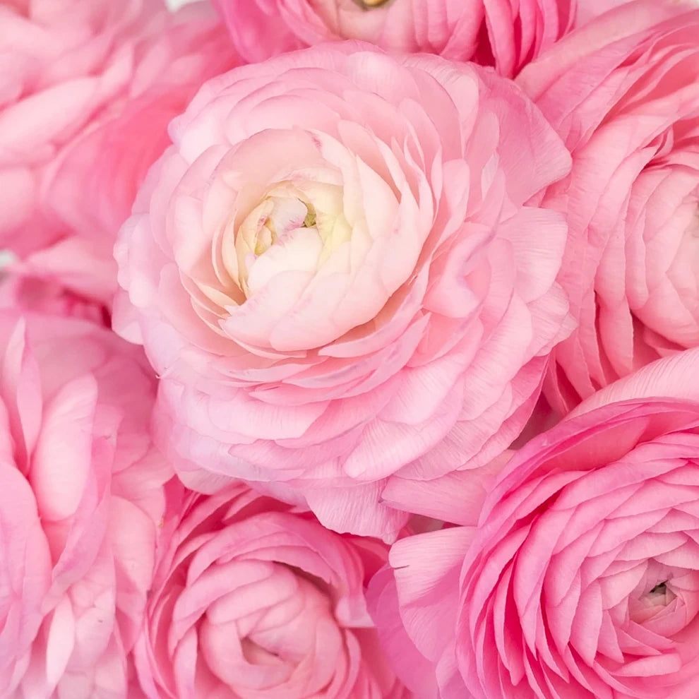 Pink Light Ranunculus - alternative 2