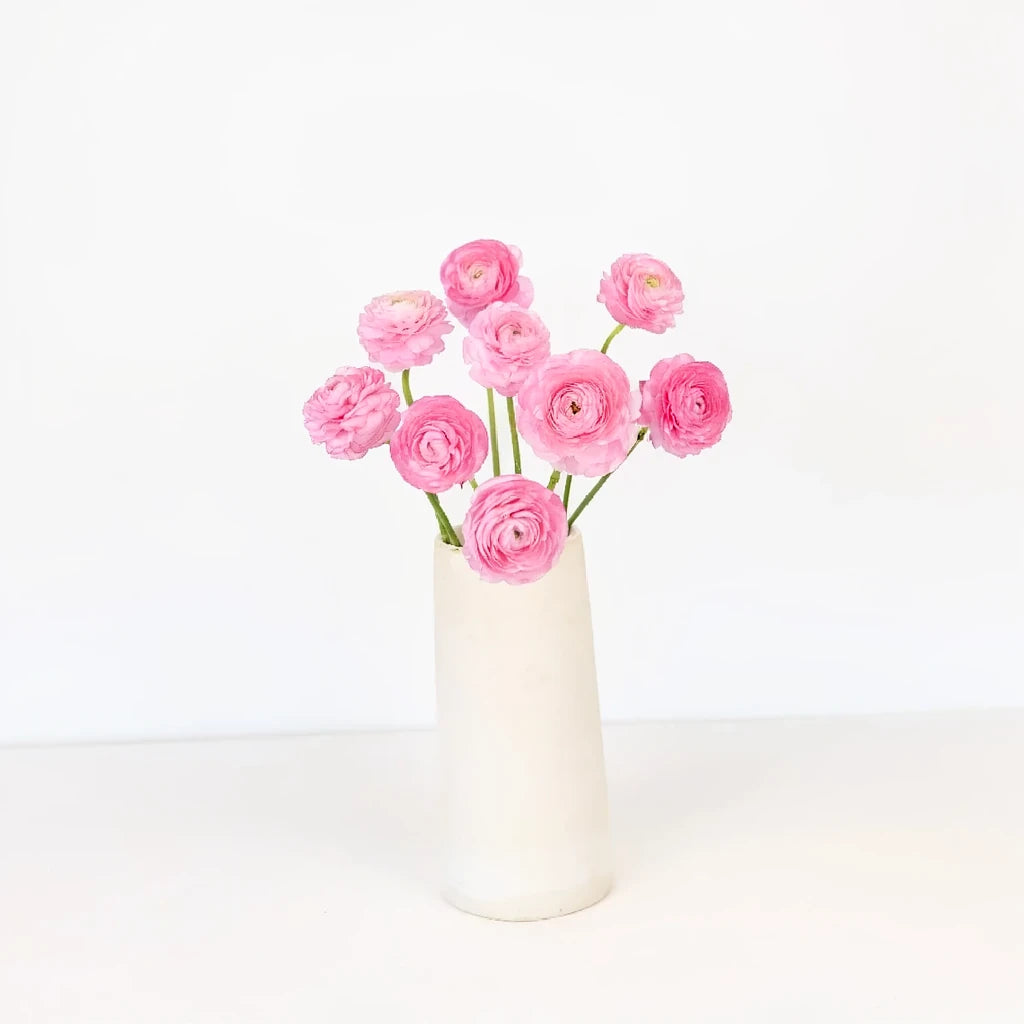Pink Light Ranunculus - main