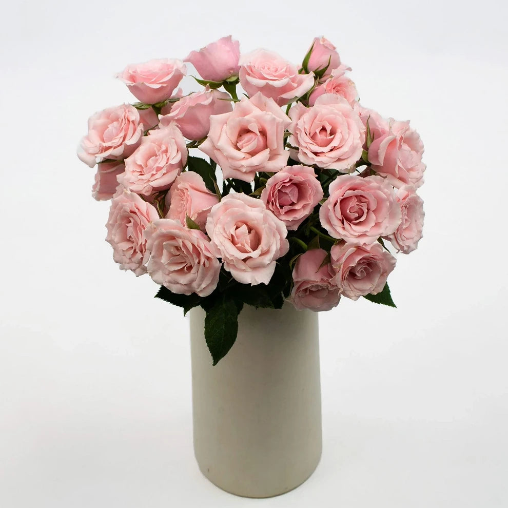 Light Pink Light Pink Majolica Roses Spray - alternative 1