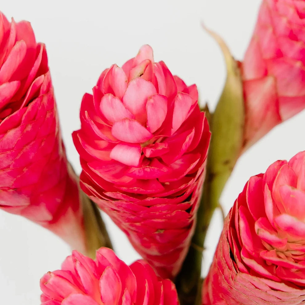Ginger Pink Tropicals - alternative 2