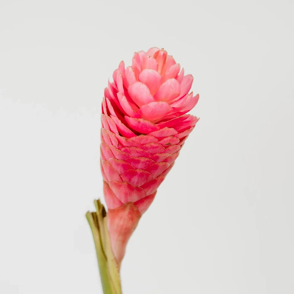 Ginger Pink Tropicals - main