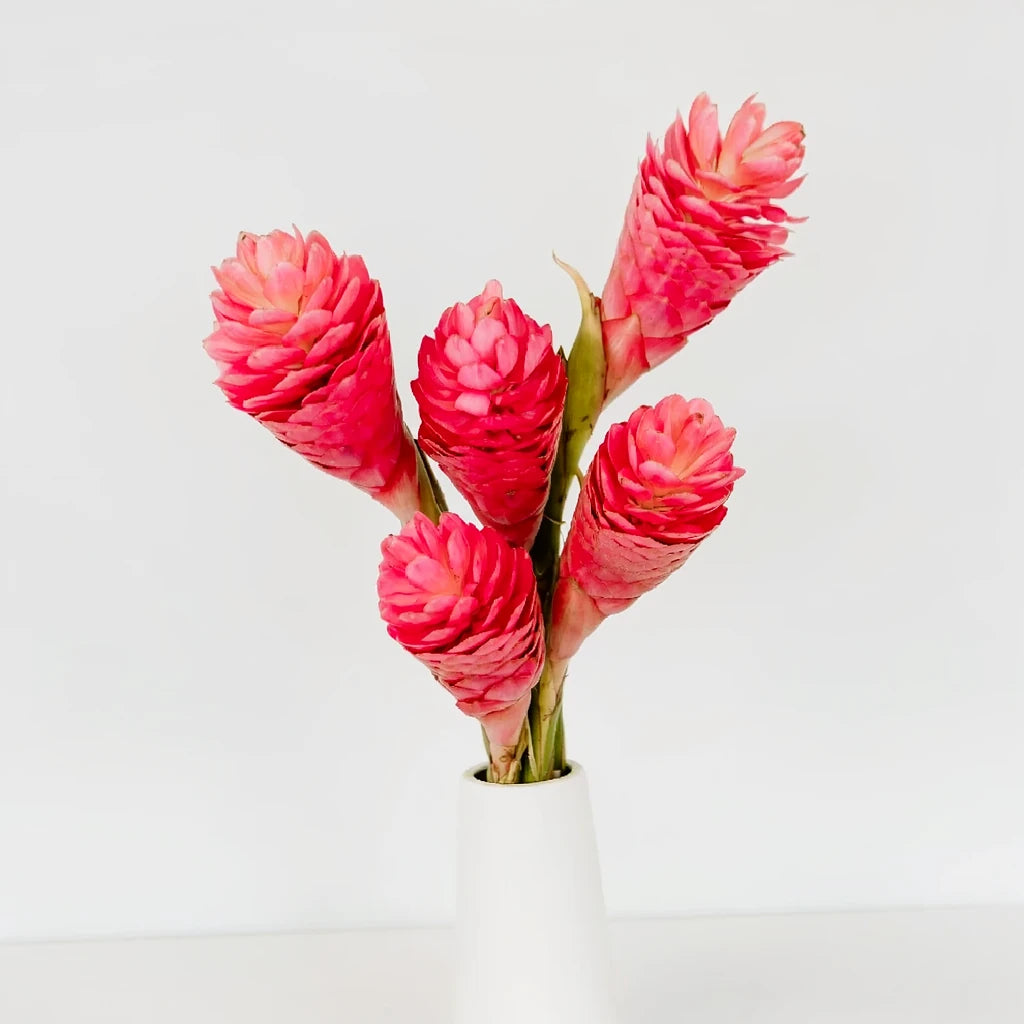 Ginger Pink Tropicals - alternative 1