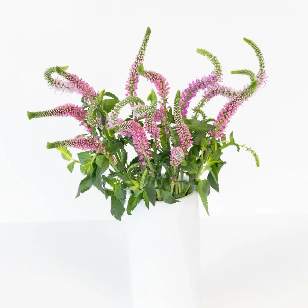 Pink Light Veronica - main