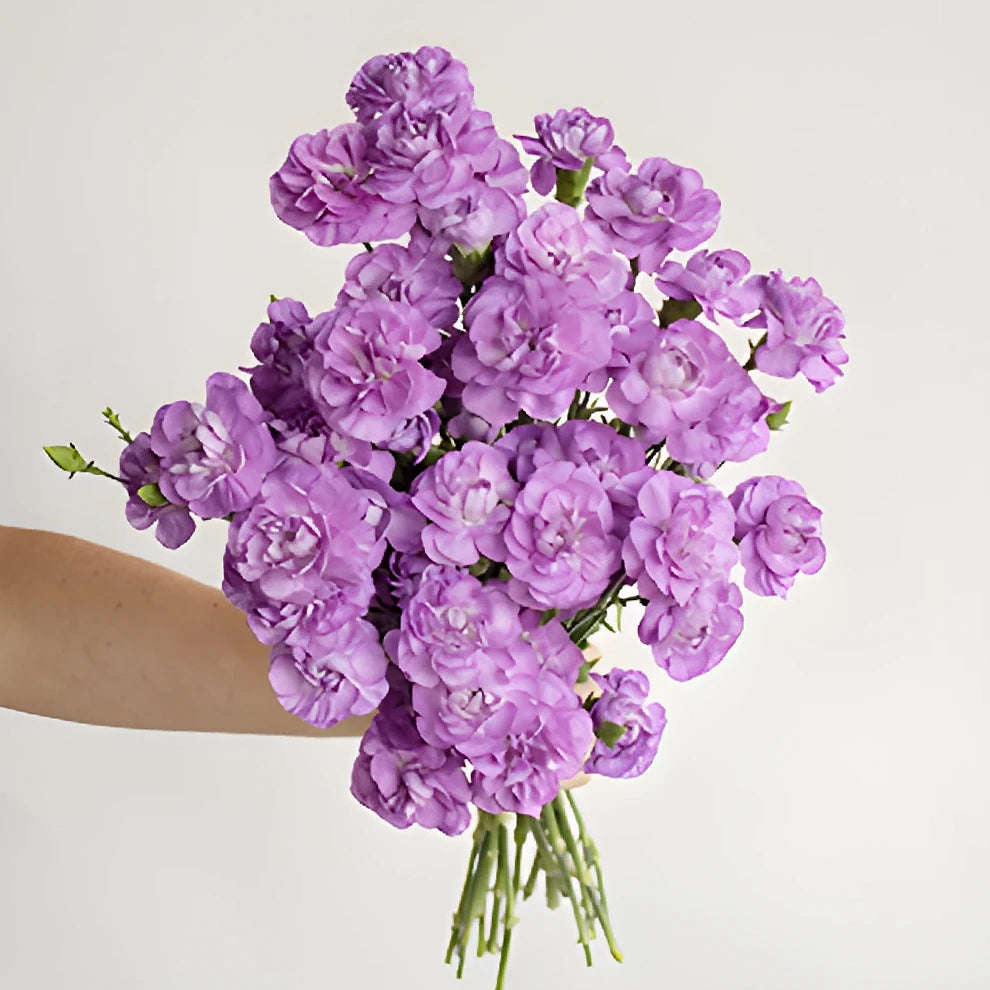 Moonberry Carnations Mini - alternative 1