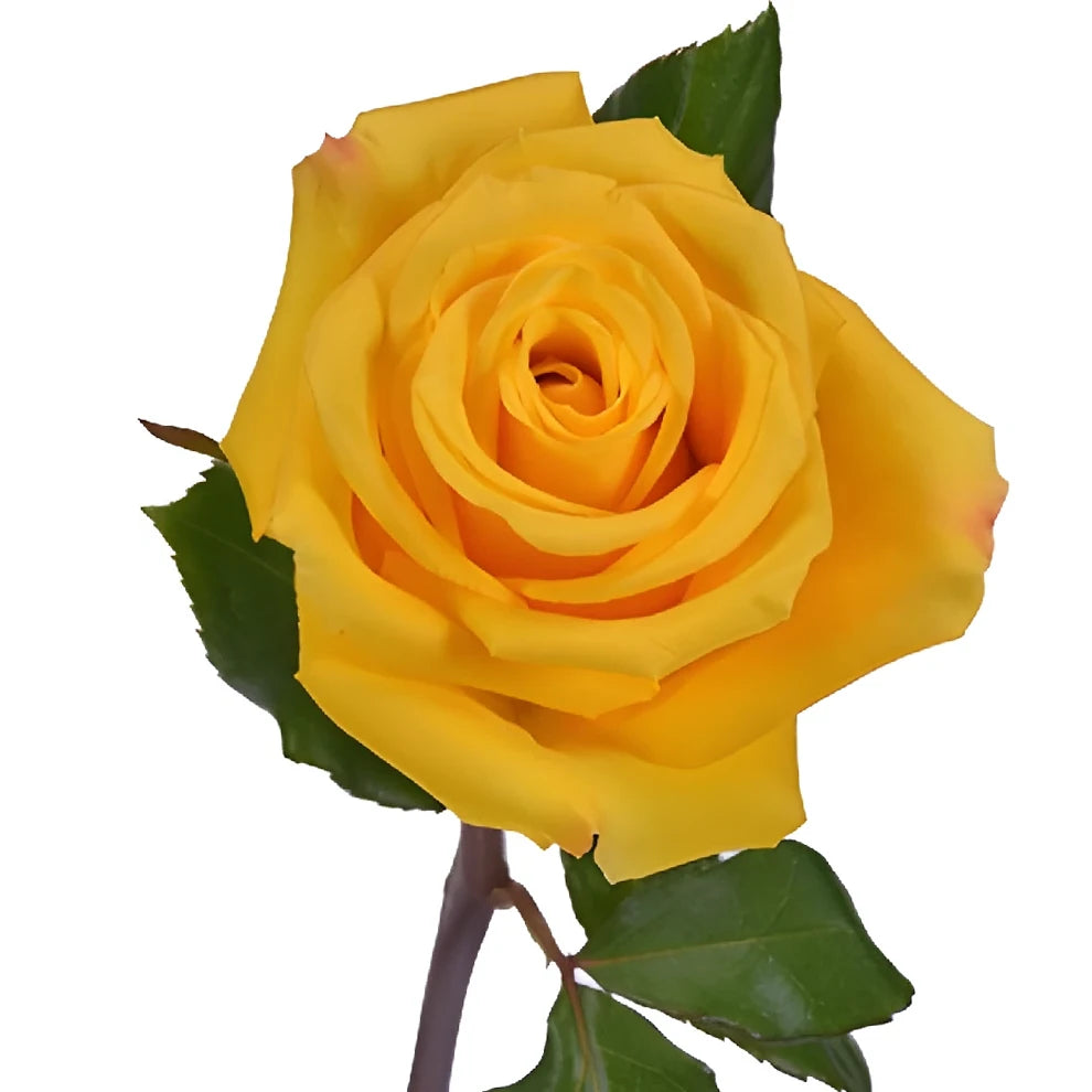 Yellow Lighthouse Roses Standard - main