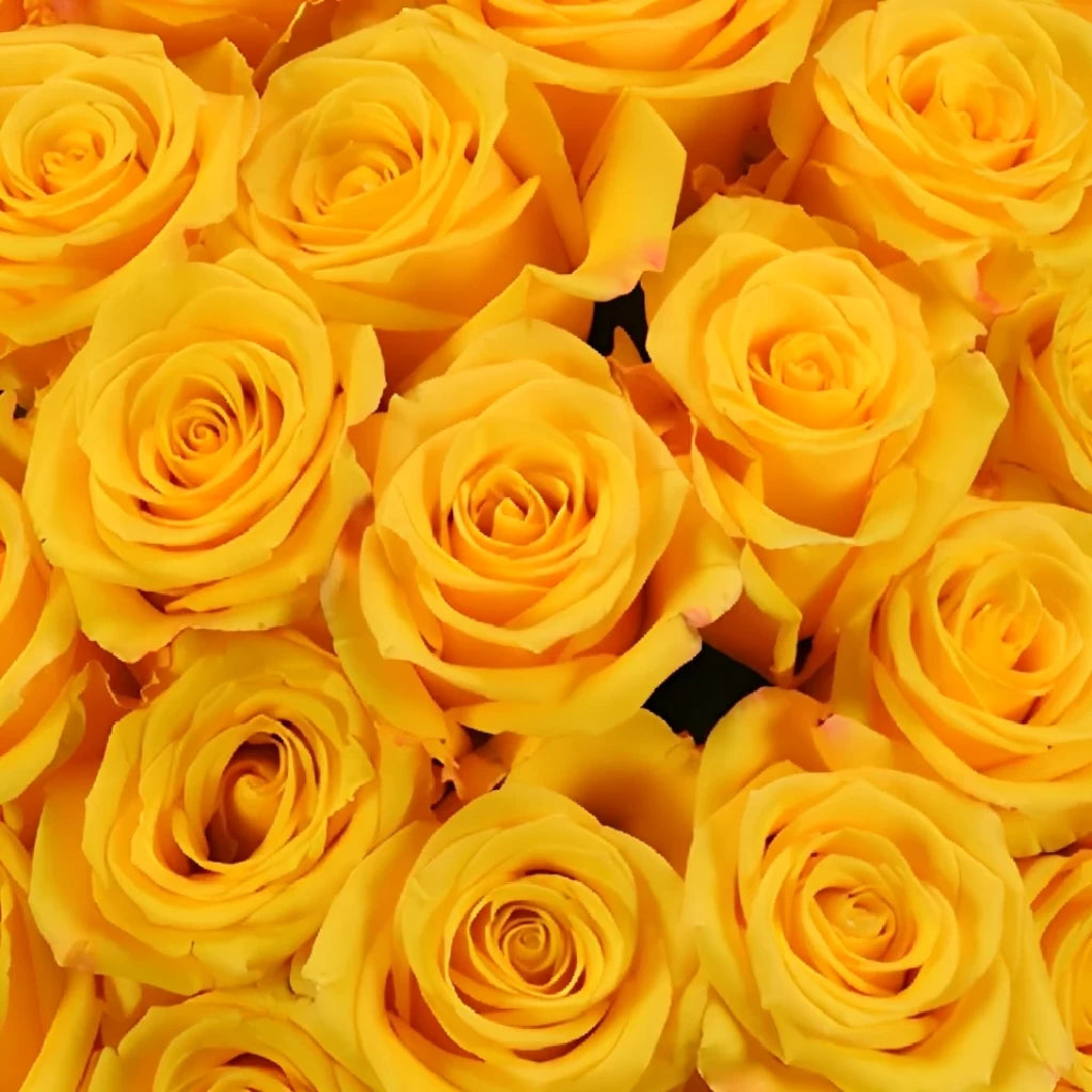 Yellow Lighthouse Roses Standard - alternative 2