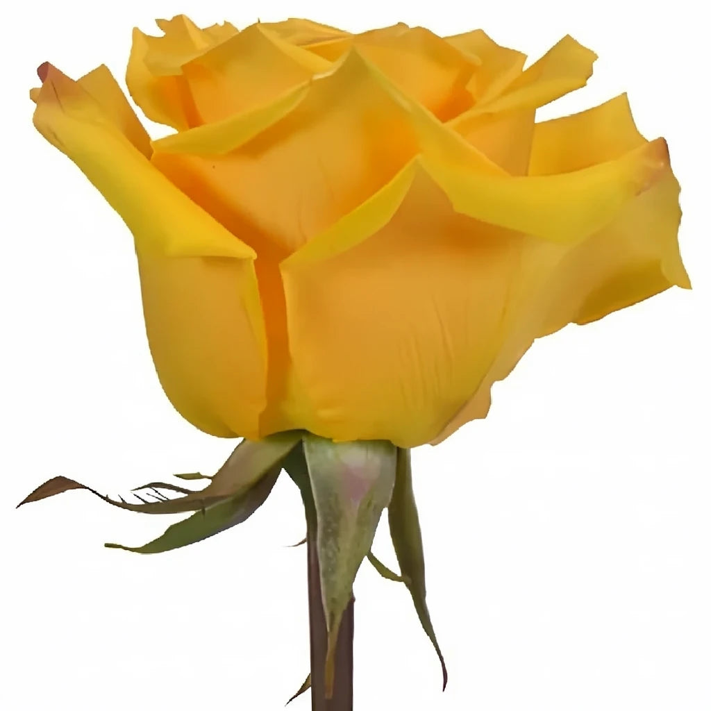 Yellow Lighthouse Roses Standard - alternative 1