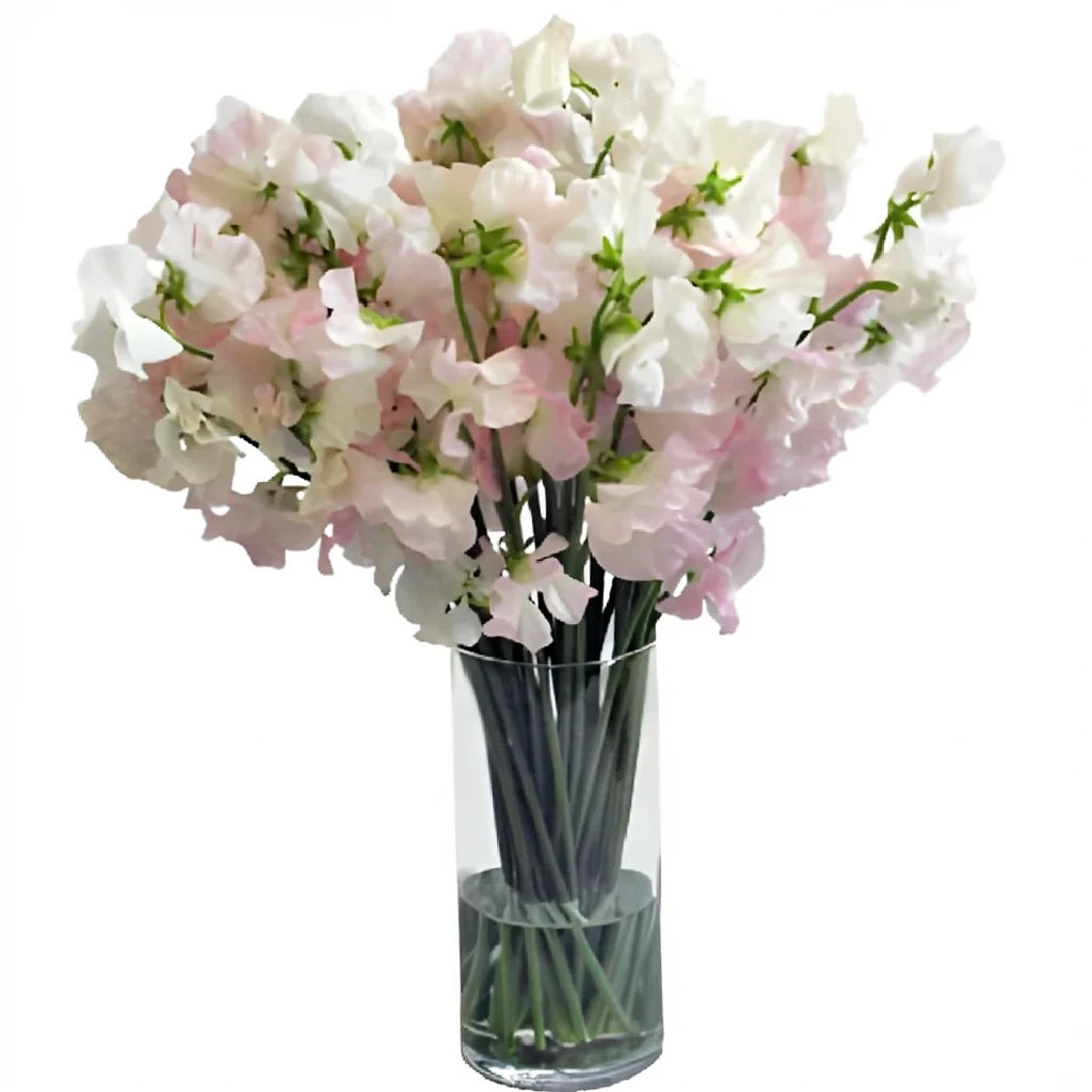 Pink Light Sweet Peas - alternative 1