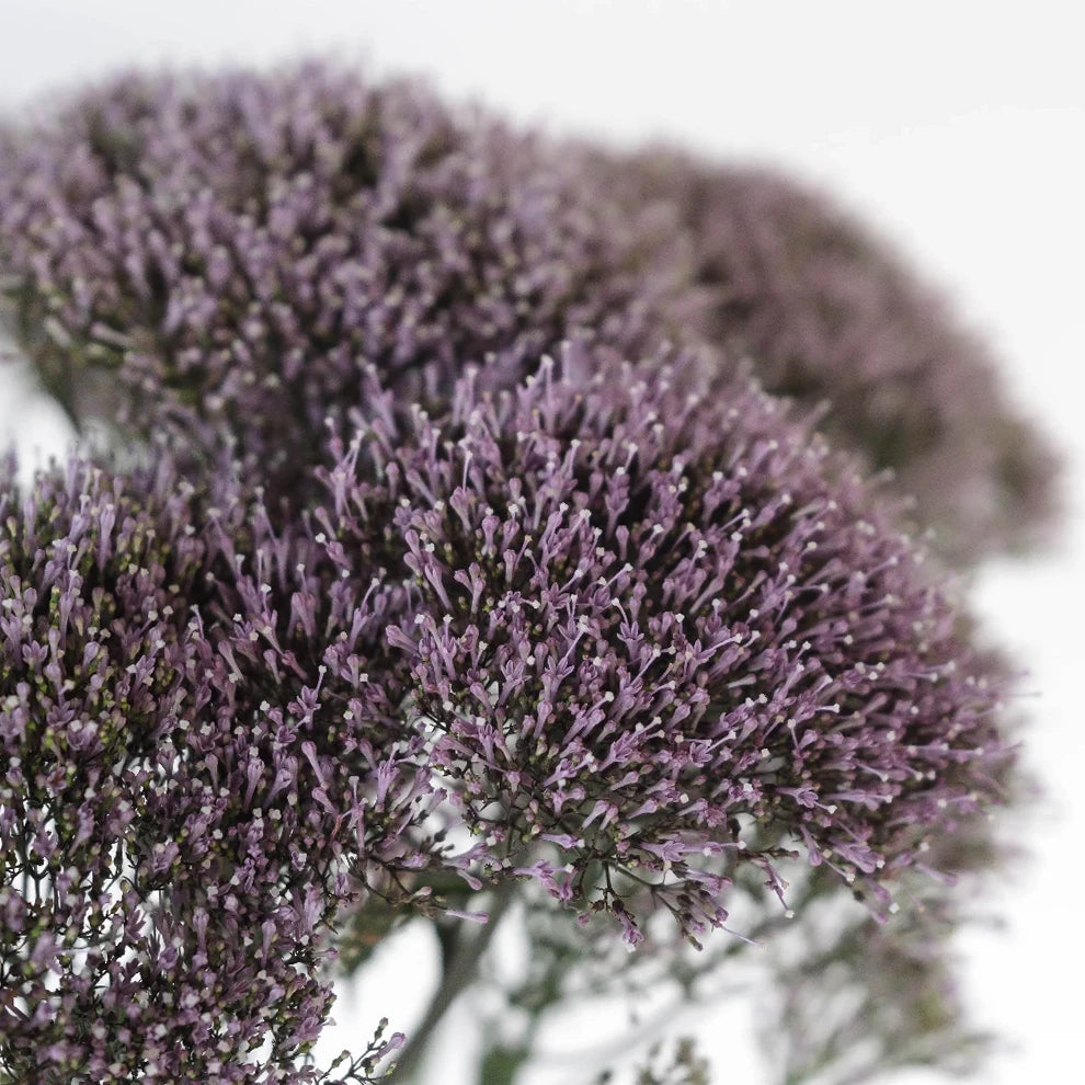Lavender Trachellium - main