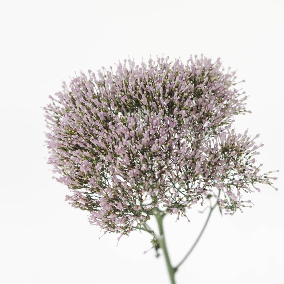 Lavender Trachellium - alternative 1