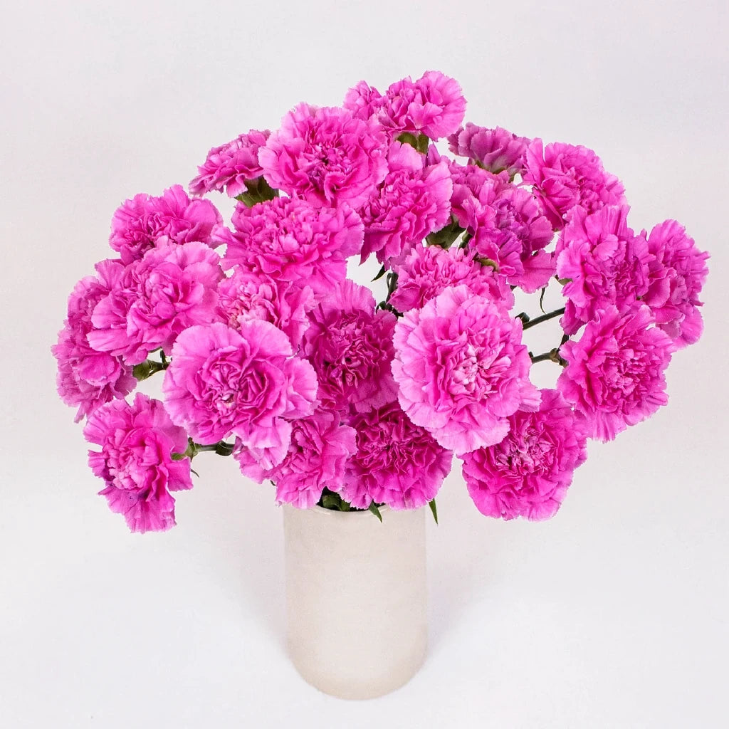 Farida Carnations - alternative 2
