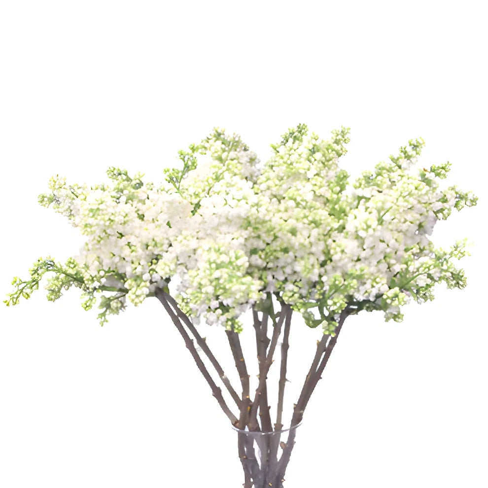 White Lilac - main
