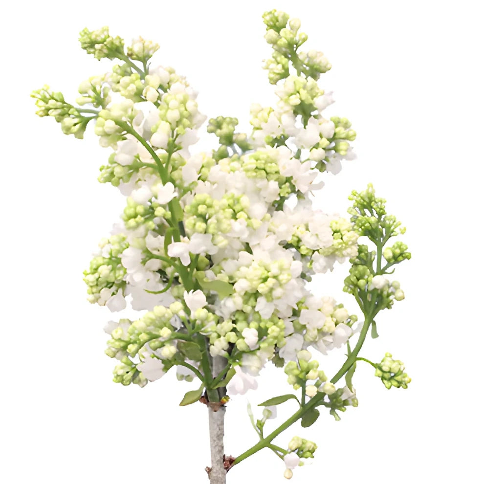 White Lilac - alternative 4