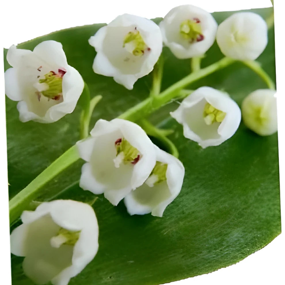 White Lily of the Valley - alternative 4