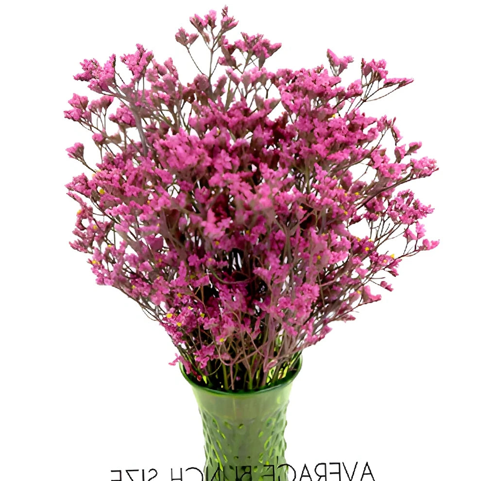 Pink Tinted Limonium - Pink - alternative 1