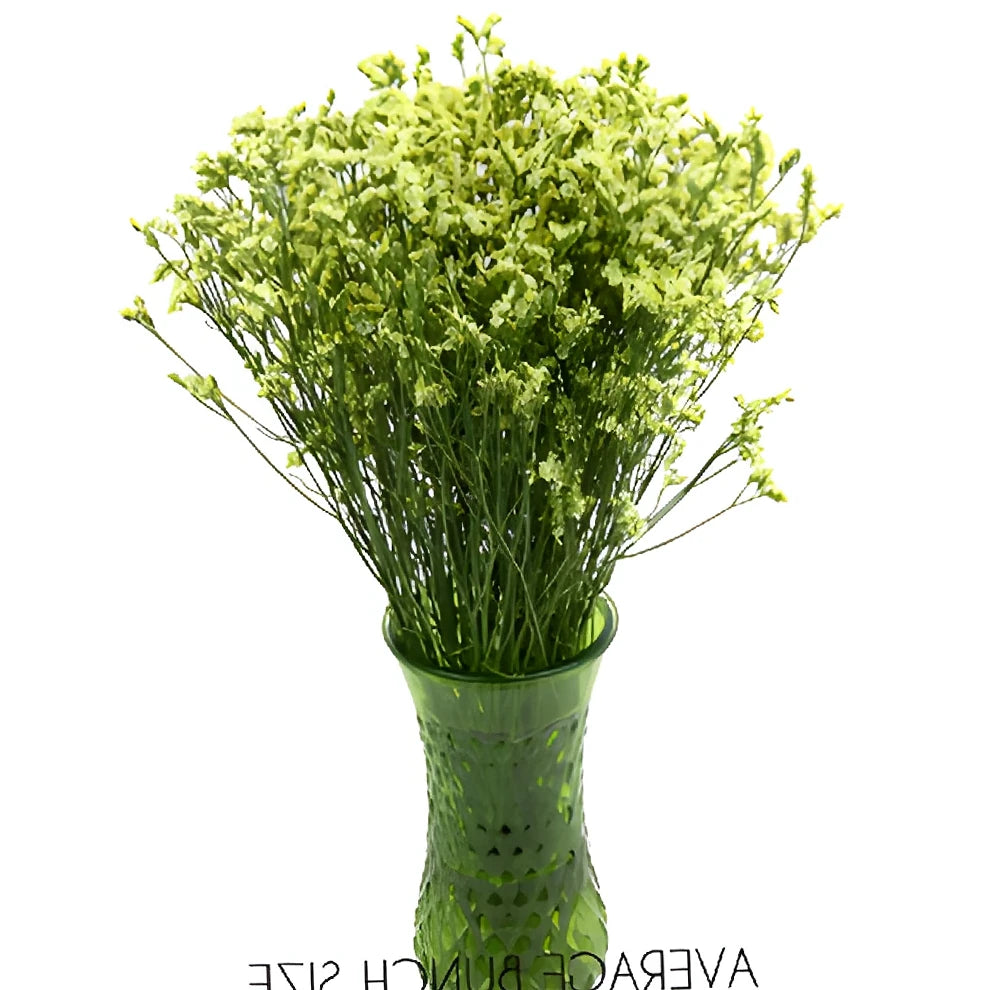 Yellow Limonium - alternative 1