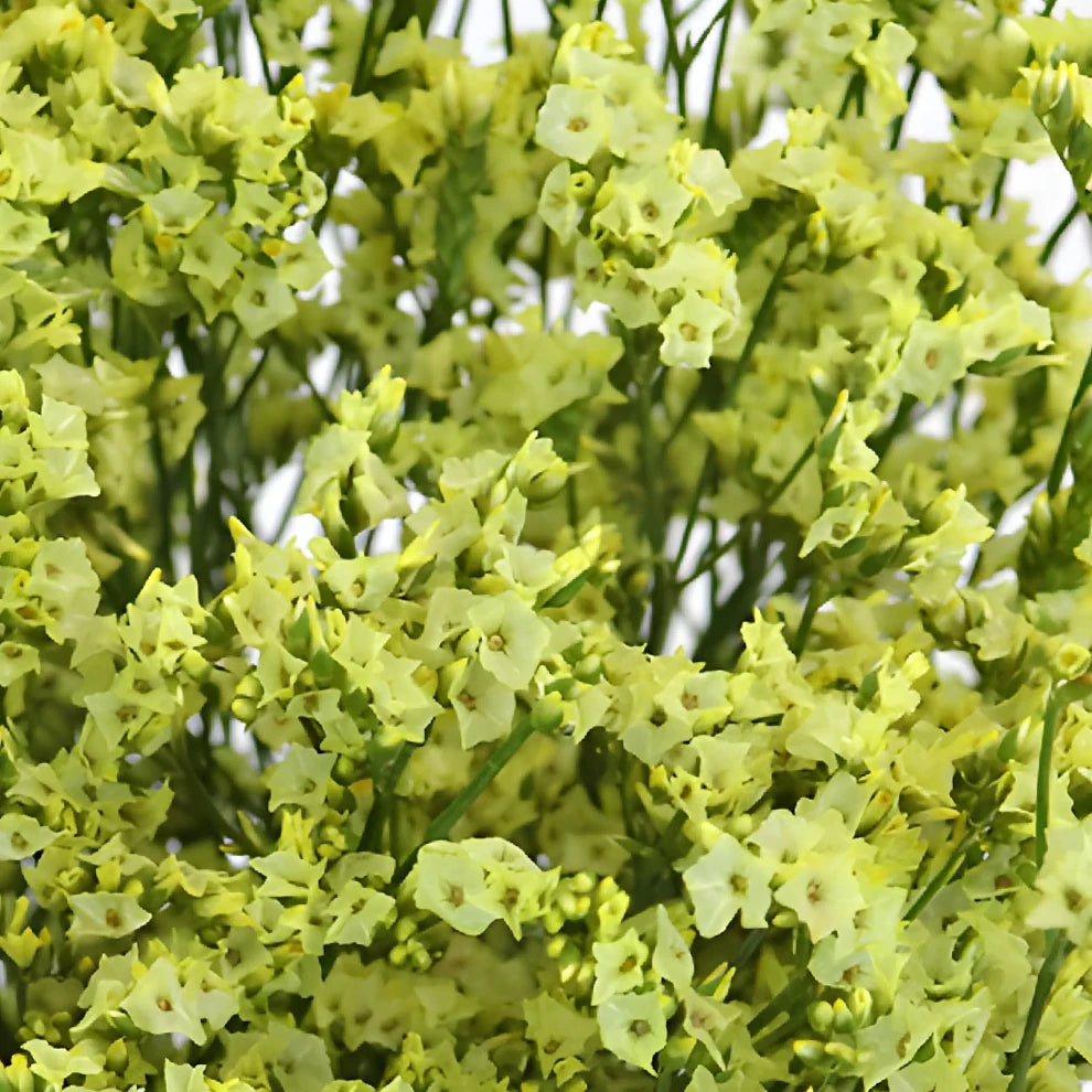 Yellow Limonium - main