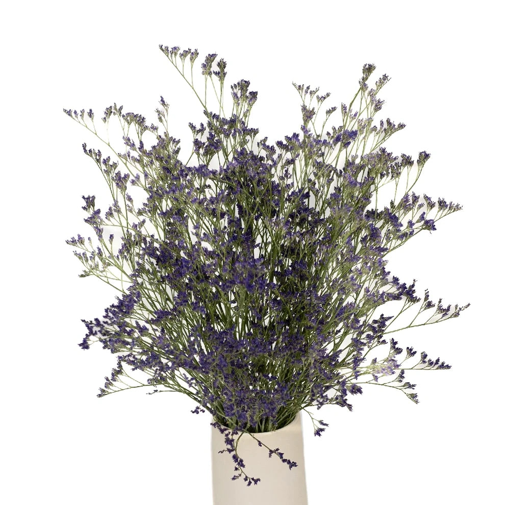 Purple Limonium - alternative 1