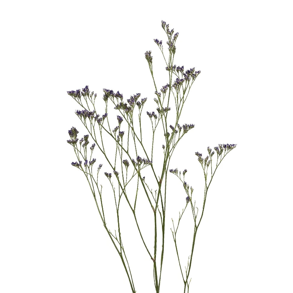 Purple Limonium - main