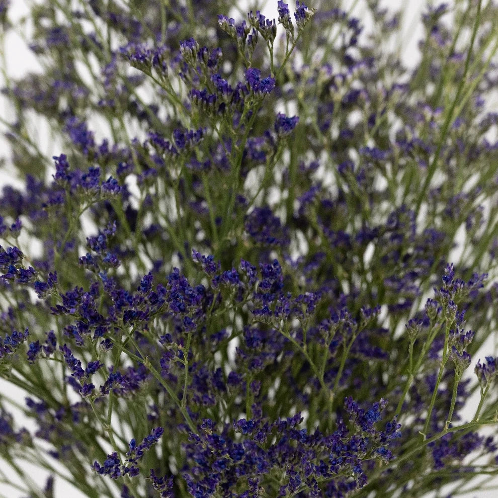 Purple Limonium - alternative 3