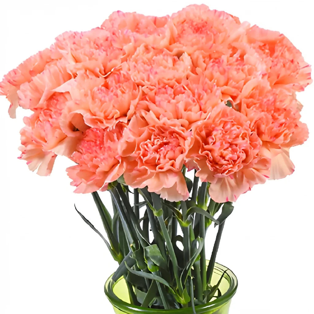 Lion King Carnations - alternative 2