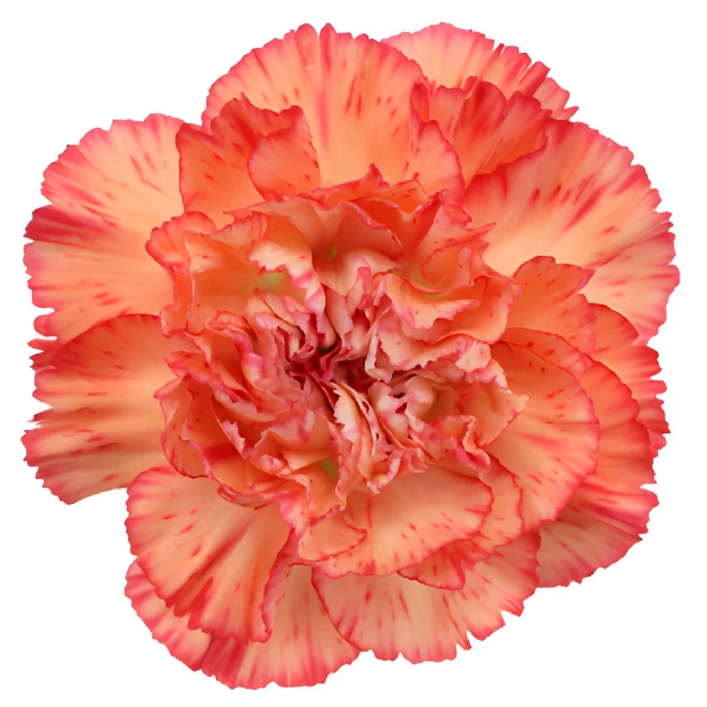 Lion King Carnations - alternative 1