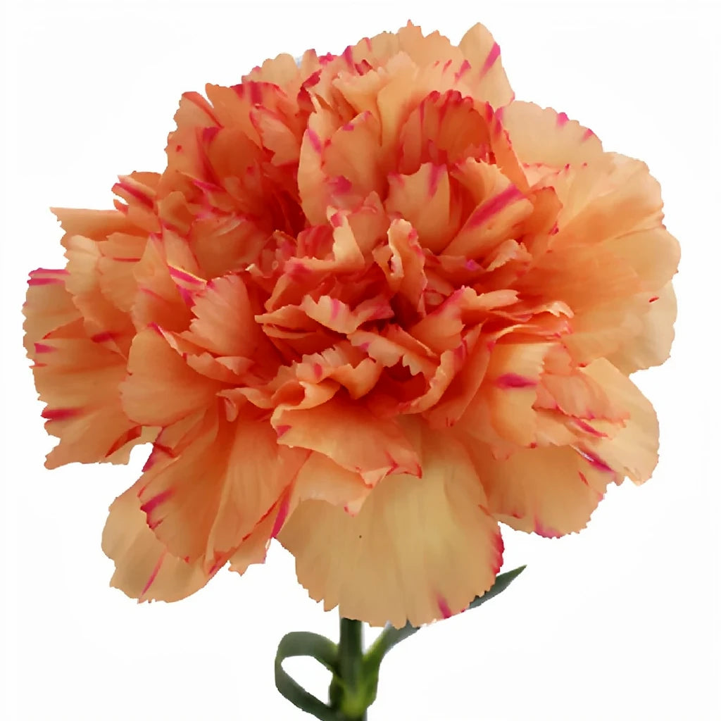 Lion King Carnations - main