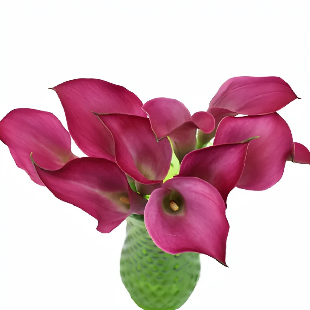 Fantasia Calla Lily Mini - alternative 1