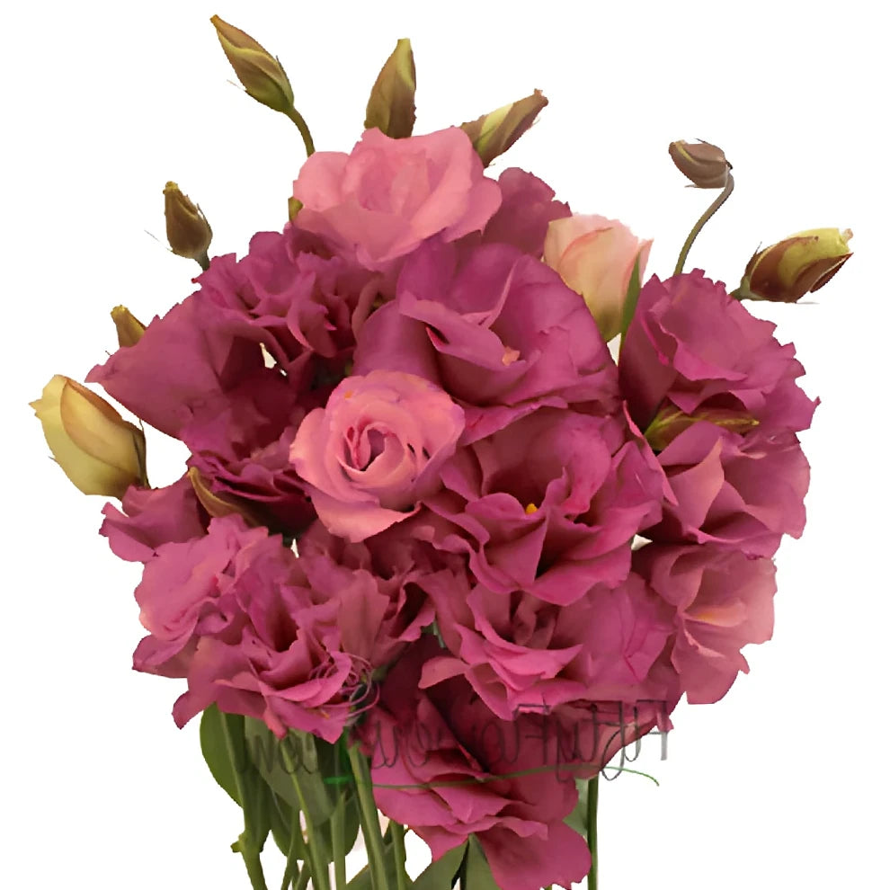Dark Pink Lisianthus - alternative 1