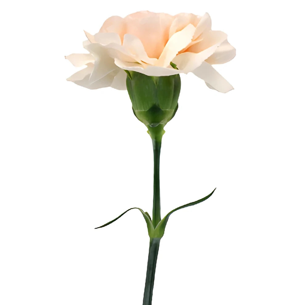 Lizzy Carnations - alternative 3