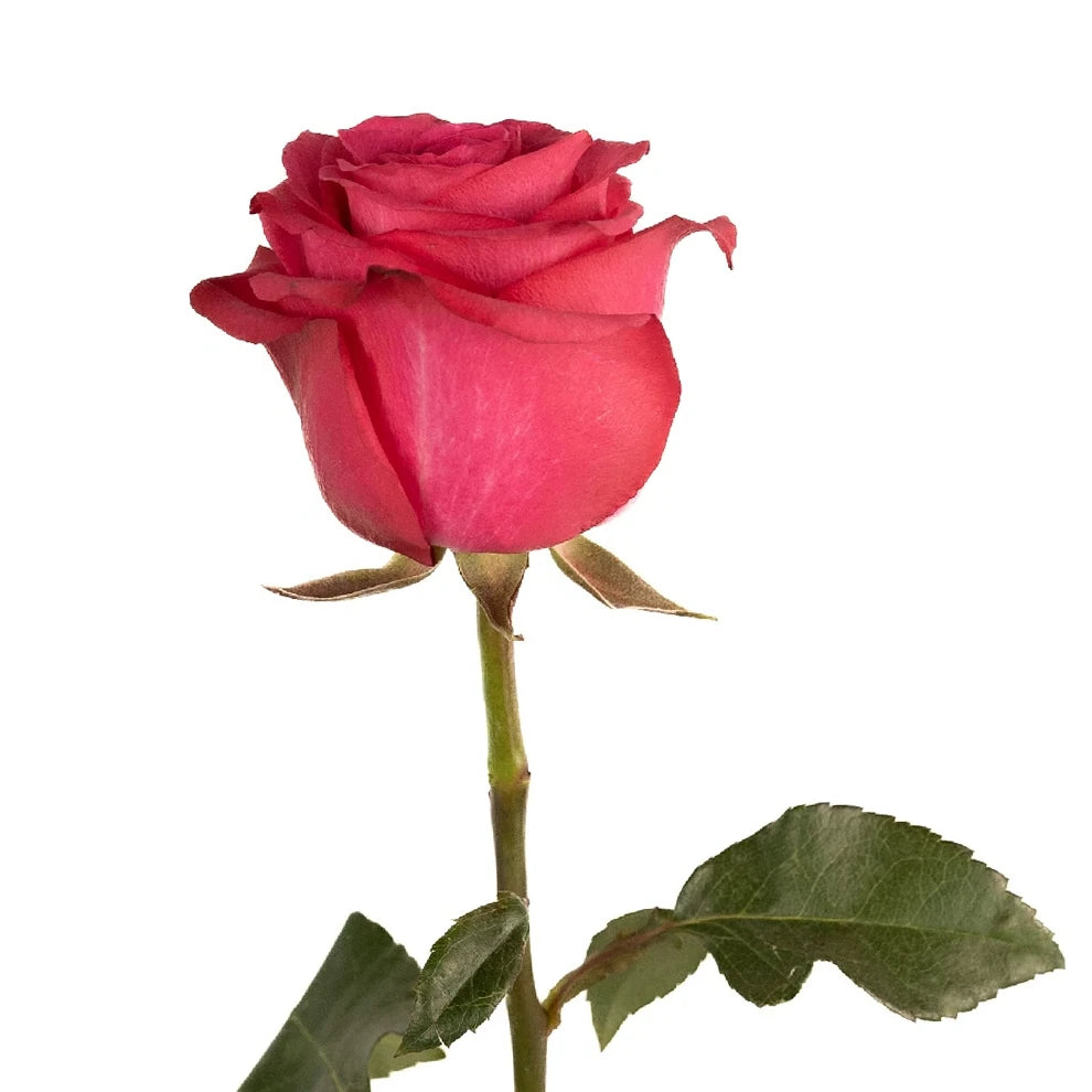 Hot Pink Lola Roses Standard - alternative 2