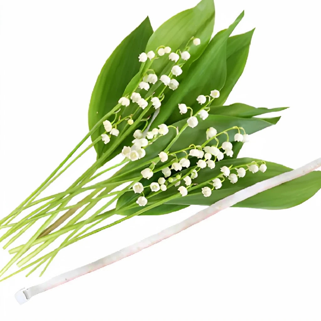 White Lily of the Valley - alternative 3