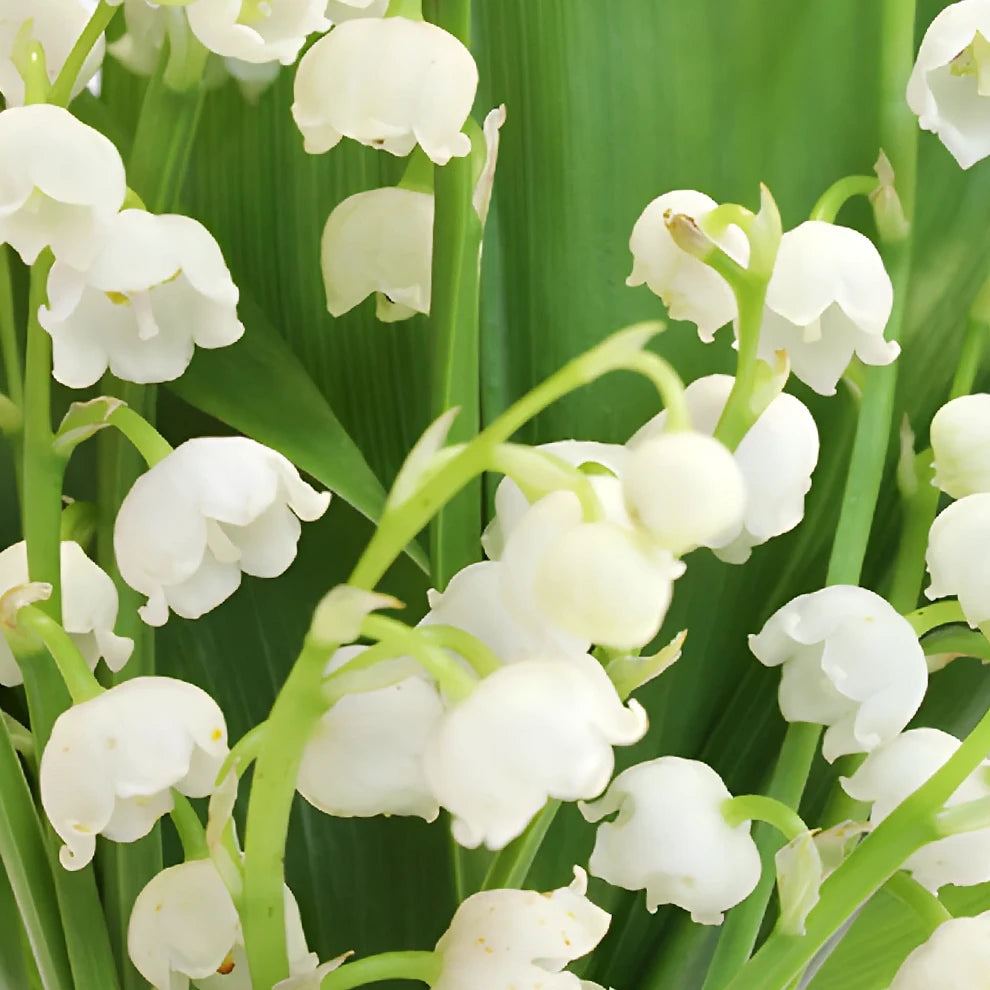 White Lily of the Valley - main