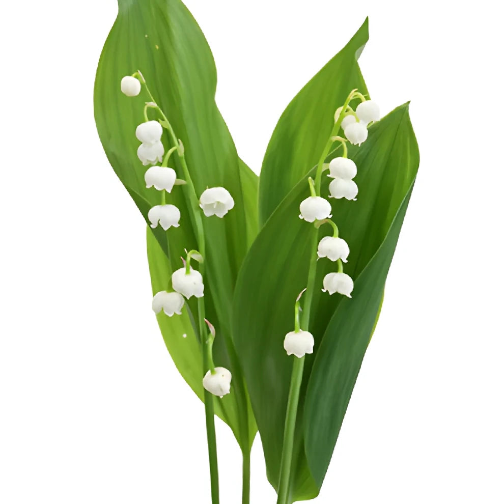 White Lily of the Valley - alternative 2