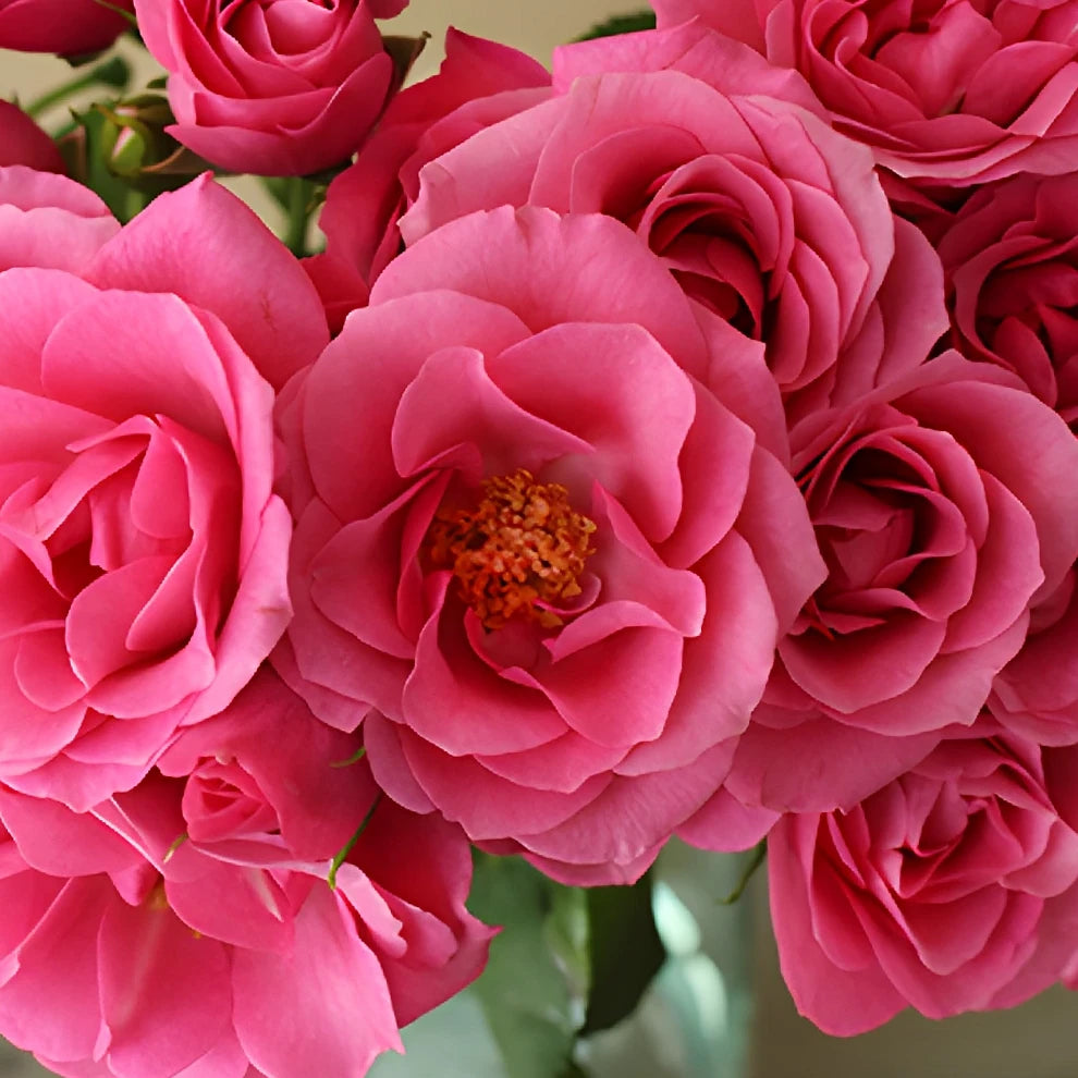 Lydia Roses Spray - alternative 1